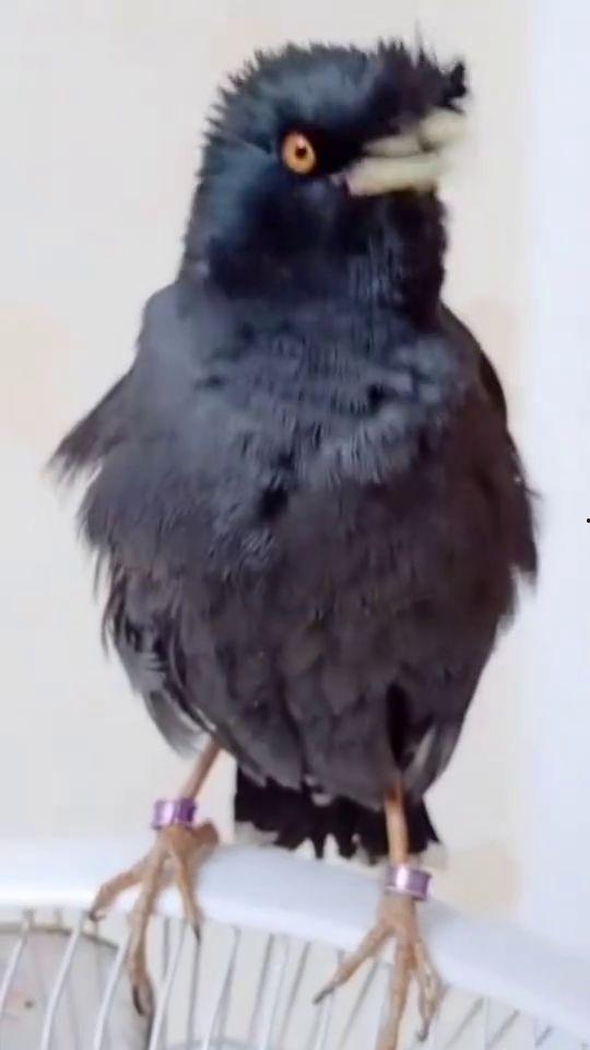 八哥今年爆料视频是真的吗,真相即将揭晓 第1张 八哥今年爆料视频是真的吗,真相即将揭晓 第1张